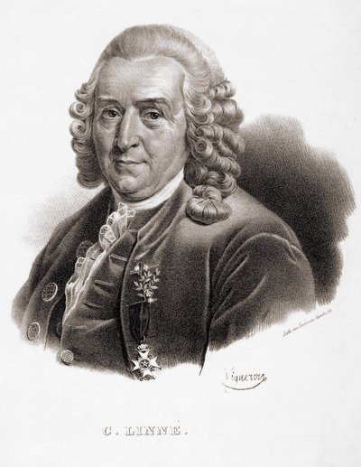 कार्ल वॉन लिने स्वीडिश प्रकृतिवादी और लेखक (1707 - 1778)। द्वारा अज्ञात कलाकार