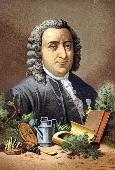 कार्ल वॉन लिने स्वीडिश प्रकृतिवादी और लेखक (1707 - 1778) लुई फिगुएर द्वारा "साइंस एंड इट्स मेन" के बाद। बार्सिलोना 1881 द्वारा अज्ञात कलाकार