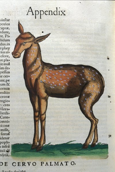 हिस्टोरिया एनिमलियम डी कॉनराड गेस्नर (1516 - 1565), टिगुरी में सर्विडे (मृग?) द्वारा अज्ञात कलाकार