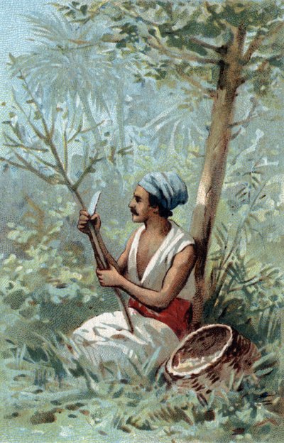 दालचीनी एक सीलोन छीलें। 19 वीं शताब्दी के उत्तरार्ध की क्रोमोलिटोग्राफी। द्वारा अज्ञात कलाकार