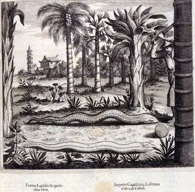 कोबरा और भारत का जहरीला सांप। अथानासियस किरचर (1601 - 1680), जेसुइट, ओरिएंटलिस्ट और जर्मन विद्वान, एम्स्टर्डम 1667 द्वारा "डी चाइना स्मारक"। द्वारा अज्ञात कलाकार