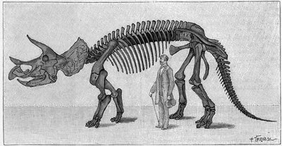 डायनासोर कंकाल: "" Triceratops prorsus "", मार्च। रॉकी पर्वत के ऊपरी क्रीटेस। श्री मार्च द्वारा संस्थान के अल्बर्ट गौद्री को प्रेषित चित्र का पुनरुत्पादन। "" ला नेचर में एनग्रेविंग: रिव्यू डेस साइंसेज एट डे लेउर्स एप्लीकेशन औक द्वारा अज्ञात कलाकार