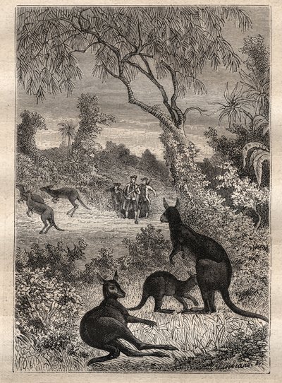 कैप्टन जेम्स कुक (1728-1779) द्वारा पहली यात्रा (1768-1771): नाविकों ने कंगारुओं (ऑस्ट्रेलिया) की खोज की - "18 वीं शताब्दी के महान नाविक" से लिया गया चित्रण द्वारा अज्ञात कलाकार
