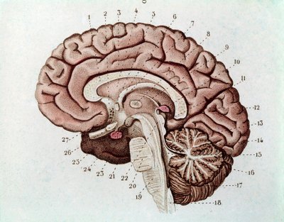 मस्तिष्क गोलार्द्धों और सेरिबैलम के साथ मानव मस्तिष्क खंड (उत्कीर्णन द्वारा अज्ञात कलाकार