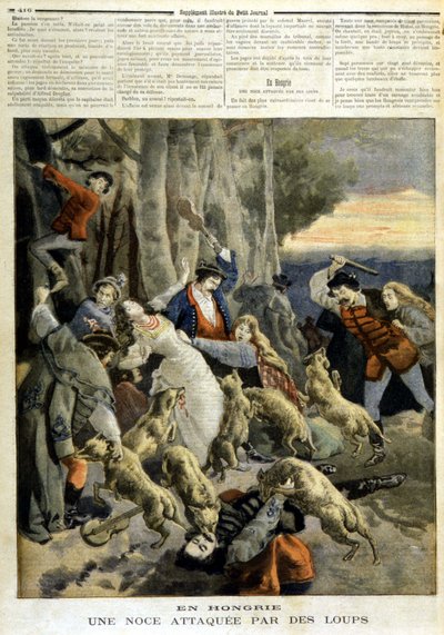 हंगरी में: भेड़ियों द्वारा हमला की गई एक शादी - 23/12/1894 के "" ले पेटिटी जर्नल "" में द्वारा अज्ञात कलाकार