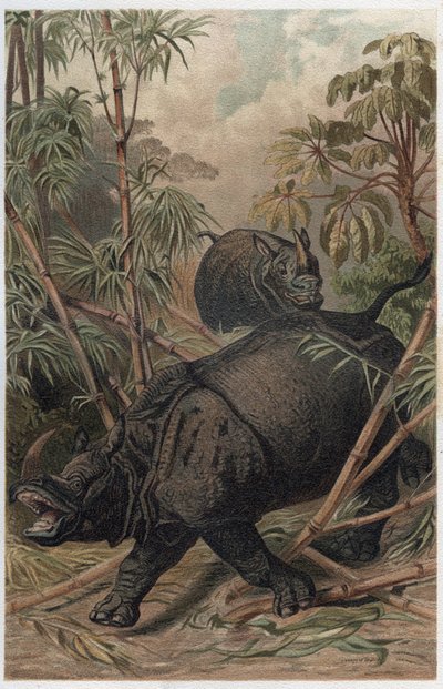 भारतीय गैंडा - भारतीय गैंडा (गैंडा गेंडा) - अल्फ्रेड एडमंड ब्रेहम (1829-1884) द्वारा "ब्रेम्स लाइफ ऑफ एनिमल्स" से उत्कीर्णन द्वारा अज्ञात कलाकार