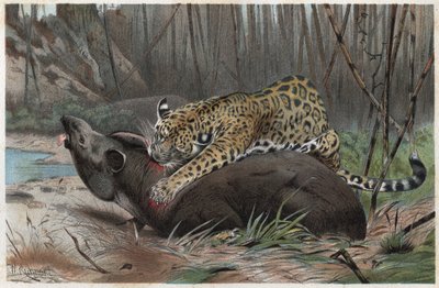 जगुआर (पेंथेरा ओंका) - अल्फ्रेड एडमंड ब्रेहम (1829-1884) द्वारा "ब्रेम्स लाइफ ऑफ एनिमल्स" से उत्कीर्णन द्वारा अज्ञात कलाकार