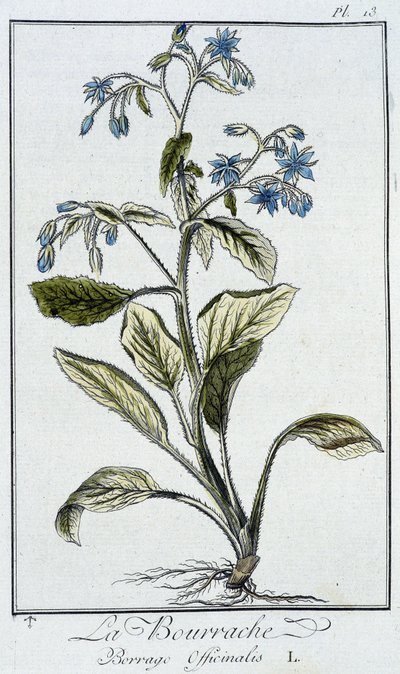 Borage (Borrage Officinalis) - "व्यापारियों के लिए वनस्पति विज्ञान अभ्यास" में, जेसी फिलिबर्ट द्वारा लिखित, इम्प्रिमेरी डी क्रैपलेट, पेरिस द्वारा अज्ञात कलाकार