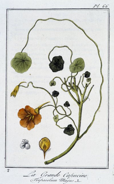 La Grande Capucine (Tropaeolum Majus) - "व्यापारियों के लिए वनस्पति विज्ञान अभ्यास" में, जेसी फिलिबर्ट द्वारा लिखित, इम्प्रिमेरी डी क्रैपलेट, पेरिस द्वारा अज्ञात कलाकार