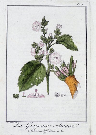 साधारण मार्शमैलो (Althaea Officinalis) - "व्यापारियों के लिए वनस्पति विज्ञान अभ्यास" में, जेसी फिलिबर्ट, इम्प्रिमेरी डी क्रैपलेट, पेरिस द्वारा रिडिज द्वारा अज्ञात कलाकार