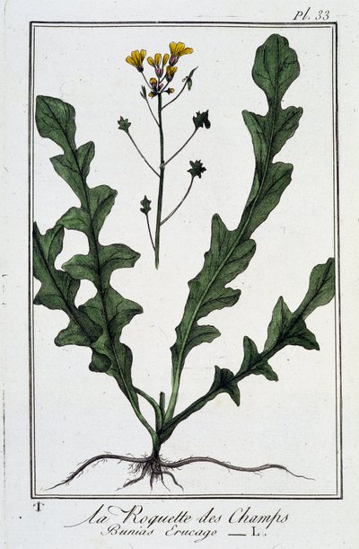 La Roquette des Champs (Bunias Erucago) - "व्यापारियों के लिए वनस्पति विज्ञान अभ्यास" में, जेसी फिलिबर्ट द्वारा लिखित, इम्प्रिमेरी डी क्रैपलेट, पेरिस द्वारा अज्ञात कलाकार