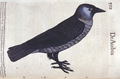 कॉनराड गेस्नर (1516 - 1565), ज्यूरिख द्वारा जानवरों के इतिहास में ला चौकस द्वारा अज्ञात कलाकार