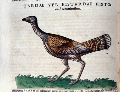 कॉनराड गेस्नर (1516 - 1565), टिगुरिक द्वारा हिस्टोरिया एनिमलियम में एल'बस्टर्ड द्वारा अज्ञात कलाकार