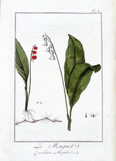 द थ्रश (Convallaria Mazalis) - "व्यापारियों के लिए वनस्पति विज्ञान अभ्यास" में, जेसी फिलिबर्ट द्वारा लिखित, इम्प्रिमेरी डी क्रैपलेट, पेरिस द्वारा अज्ञात कलाकार