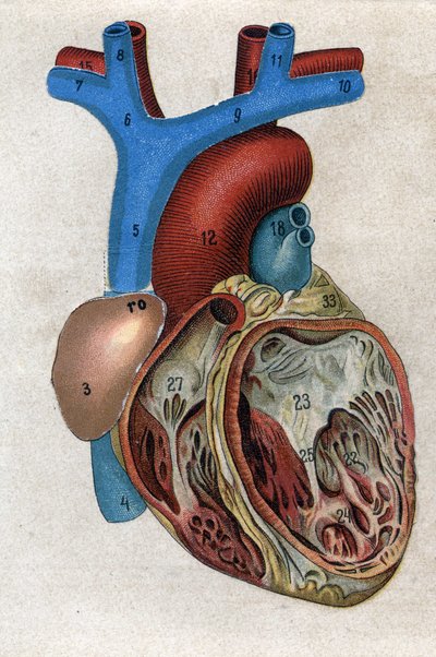 Le coeur.in "" द न्यू नेचुरल मेडिसिन"" एफई बिल्ज़ द्वारा। १८९८. द्वारा अज्ञात कलाकार