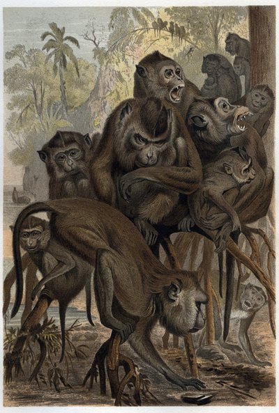 Macaques (Macaca) (Cercopithecinae) - अल्फ्रेड एडमंड ब्रेहम (1829-1884) द्वारा "" ब्रेहम्स लाइफ ऑफ एनिमल्स "" से उत्कीर्णन द्वारा अज्ञात कलाकार