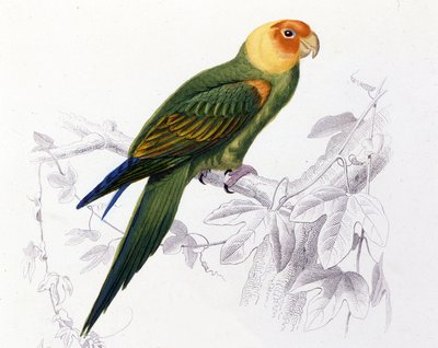 पक्षीविज्ञान: कैरोलिना तोता। (सिटाकस कैरोलिनेंसिस) द्वारा अज्ञात कलाकार