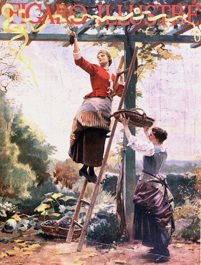 निलंबित लताओं में अंगूर चुनना - "" फिगारो इलस्ट्रे" में", अक्टूबर 1891 द्वारा अज्ञात कलाकार