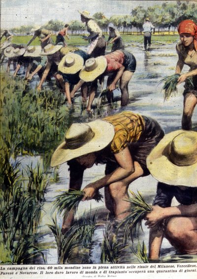 1954 में मिलान के आसपास के क्षेत्र में चावल की रोपाई। द्वारा अज्ञात कलाकार
