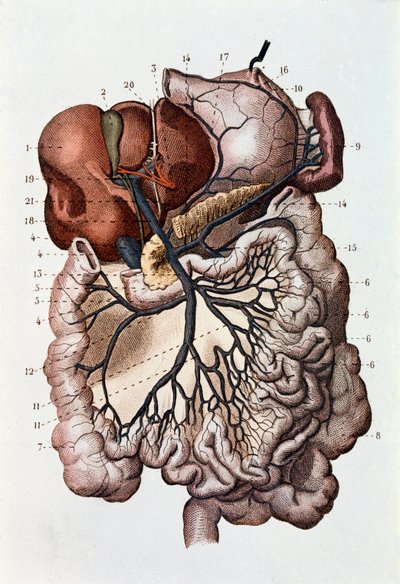 मानव मस्तिष्क, सेरेब्रल गोलार्द्धों और सेरिबैलम का अध्ययन (उत्कीर्णन) द्वारा अज्ञात कलाकार