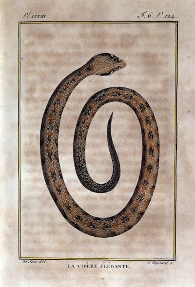 एलिगेंट वाइपर। प्रकृतिवादी जॉर्जेस लुई लेक्लर, काउंट ऑफ बफन (1707 - 1788) द्वारा "" वर्क्स ऑफ बफन "" के प्राकृतिक इतिहास के विश्वासघात से ली गई प्लेट। 19 वीं सदी द्वारा अज्ञात कलाकार