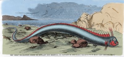 22/01/1860 को बरमूडा में हंगरी की खाड़ी में पाया जाने वाला महान समुद्री सांप। "हार्पर्स वीकली" से चित्रण द्वारा अज्ञात कलाकार