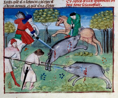 गैस्टन III फोएबस, काउंट ऑफ फॉक्स, लॉर्ड ऑफ बर्न (१३३१-१३९१) द्वारा "" शिकार की किताब" से लघु जंगली सूअर का शिकार। द्वारा अज्ञात कलाकार