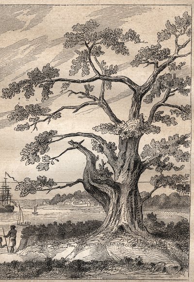 कैप्टन जेम्स कुक (1728-1779) द्वारा तीसरी यात्रा (1776-1779): पेड़ जिसके नीचे कुक ने शुक्र के मार्ग का अवलोकन किया - "18 वीं शताब्दी के महान नाविक" से लिया गया चित्रण। द्वारा अज्ञात कलाकार