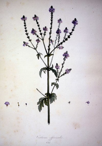 Verbena officinalis (Verbena officinale)। 19वीं सदी का हर्बेरियम। द्वारा अज्ञात कलाकार