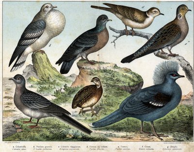 ए: कोलंबियाई कबूतर (कोलंबा लिविया), बी: मंगोलियाई पोचार्ड (गुटुरोसा), सी: प्रवासी कबूतर (एटोपिस्ट्स ट्रोग्लोडाइट्स), डी: तुर्की कबूतर (कछुए रिसोरियस), लकड़ी कबूतर (कछुए एनरिटन्स), एफ: गौरा (गौरा ताज पहनाया गया) ), जी: गेहूं बटेर (सामान्य बटेर) - "&quo द्वारा अज्ञात कलाकार