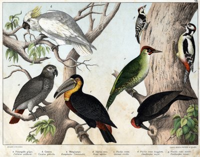 a: ग्रे तोता (Psittacus erithacus), b: तोता cacatoes (Cacatua galerita), c: Toucan (Ramphastos temminckii), d: ब्लैक वुडपेकर (Picus Martius), e: ग्रीन वुडपेकर (Gecinus veridis), f: मेजर रेड वुडपेकर ( डेंड्रोकोपस माइनर इन) - "प्राकृतिक इतिहास" द्वारा अज्ञात कलाकार