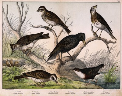 ए: नॉर्दर्न लार्क (अलाउडा अर्वेन्सिस), बी: लुलु लार्क (लुलुला आर्बोरिया), सी: कैप्पेलाकिया (गैलेरिटा क्रिस्टाटा), डी: सेन्सोनेट स्टार्लिंग (स्टर्नस वल्गरिस), ई: डक (सिनक्लस एक्वाटिकस), एफ: थ्रश (टर्डस म्यूजिकस) - "पक्षियों का प्राकृतिक इतिहास" &q द्वारा अज्ञात कलाकार