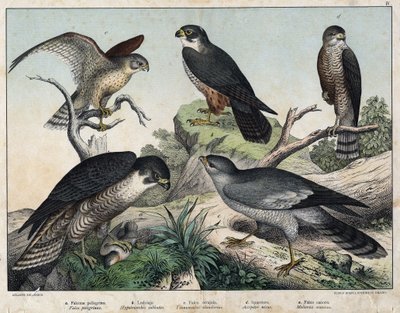 A PELERIN Falcon (Falco), B: हॉक हॉक (Hypotriorchis Hobby), C: Falcon Falcon (Tunnculus alandarins), d यूरोपीय हॉक (Harrier), e सिंगिंग अराउंड (Melierax Music) - "नेचुरल हिस्ट्री बर्ड्स, एड। होपली मिलन द्वारा अज्ञात कलाकार