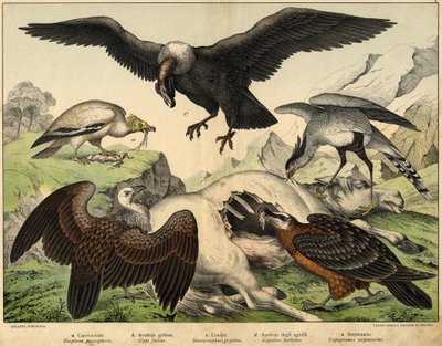 a: Percnopterus (Neophron percnopterus), b: Griffon Vulture (Gyps fulvus), c: Condor (Sarcorampus Gryphus), d: भेड़ के गिद्ध (Gypaëtus barbatus), e: सांप (Gypogeranus serpentarius) - "नेचुरल हिस्ट्री ऑफ़ बर्ड्स" में , ईडी। होपली, मिलानो द्वारा अज्ञात कलाकार