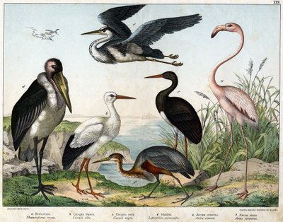 a: Phenicopterer या Flamingo (Phoenicopterus roseus), b: सफेद सारस (Ciconia alba), c: काला सारस (Ciconia migra), d: Marabout (Leptoptilus crumenifer), e: सफेद बगुला (Ardea cinerea), f: लाल बगुला ( Ardea purpurea) - "पक्षियों का प्राकृतिक इतिहास"  द्वारा अज्ञात कलाकार