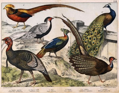 a: सिल्वर तीतर (Euplocamus nycthemerus), b: गोल्डन तीतर (Thumalea picta), c: मेजेस्टिक तीतर (Argus giganteus), d: नीला मोर (Pavo cristatus), e: Lophophorus impeyanus, f: तुर्की (मेलिएग्रिस गैलो-पावो) , "पक्षियों का प्राकृतिक इतिहास" में, संस्करण। द्वारा अज्ञात कलाकार
