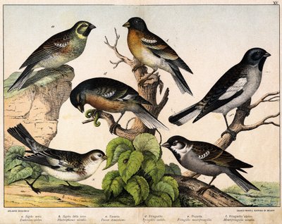 a: स्पैरो (एम्बरिज़ा सर्कस), b: स्नो स्पैरो (Plectrophanes nivalis), c: स्पैरो (Pour डोमेस्टिकस), d: पिन्सन (फ्रिंजिला कोलेब्स), e: नॉर्दर्न पिंसन (फ्रिंजिला मोंटीफ्रिंजिला), निवेरोल (मोंटिफ्रिंजिला निवालिस) - में " पक्षियों का प्राकृतिक इतिहास", द्वारा अज्ञात कलाकार