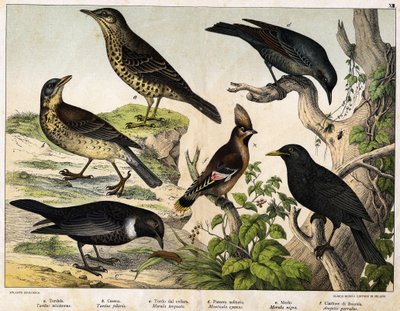 a: थ्रश (Turdus viscivorus), b: थ्रश (Turdus pilaris), c: ब्लैकबर्ड (Merula torquata), d: ब्लू ब्लैकबर्ड (Monticola cyanus), e: ब्लैकबर्ड (Merula nigra), f: Bohemian de Chatterer (Ampelis garulus) - "पक्षियों का प्राकृतिक इतिहास" में, संस्करण। हो द्वारा अज्ञात कलाकार