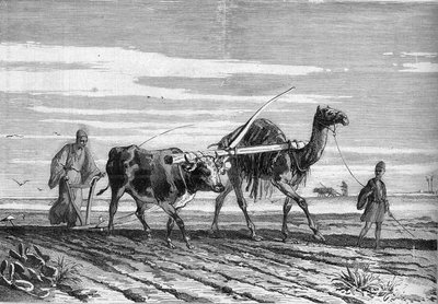 मिस्र में कृषि: एक गाय और एक ऊंट द्वारा खींचा गया हल। 17 जून 1882 के "" ले मोंडे इलस्ट्र्रे"" एन °1316 में उत्कीर्णन द्वारा अज्ञात कलाकार