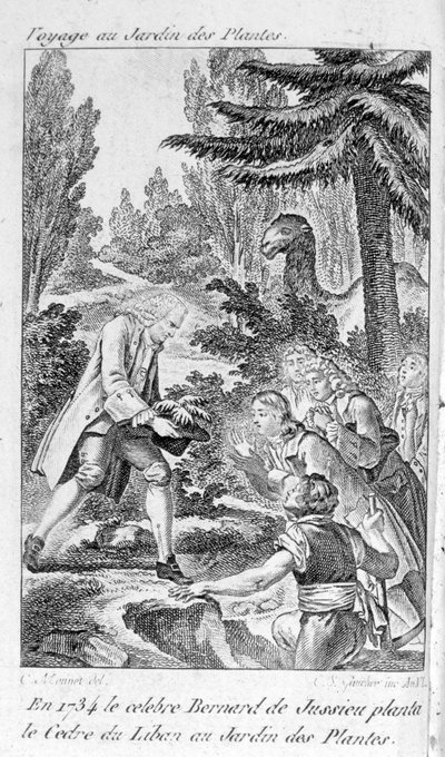 बर्नार्ड डी जुसीयू, फ्रांसीसी वनस्पतिशास्त्री (1699-1777) पेरिस में पौधों के बगीचे में लेबनान से एक देवदार लगाते हैं द्वारा अज्ञात कलाकार