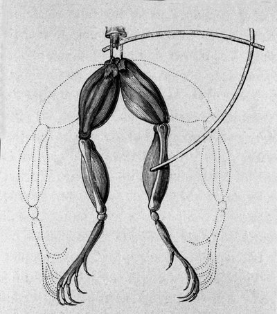 लुइगी गलवानी, इतालवी भौतिक विज्ञानी और चिकित्सक (1737 - 1798) द्वारा एक मेंढक के पैरों को हिलाने वाले विद्युत प्रवाह के मार्ग की व्याख्या करते हुए प्रयोगों का चित्रण। द्वारा अज्ञात कलाकार