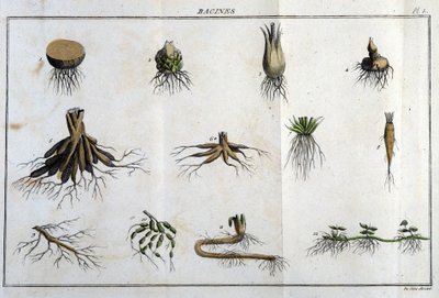 लेस रूट्स: "" फ्लोरा फ्रैंकोइस में, या फ्रांस में प्राकृतिक रूप से उगने वाले सभी पौधों का एक संक्षिप्त विवरण, विश्लेषण की एक नई विधि के अनुसार व्यवस्थित किया गया है जिसमें हम दवा में उनके कम से कम समान गुणों और टी में उनकी उपयोगिता के उद्धरण संलग द्वारा अज्ञात कलाकार