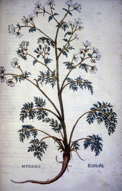 Myrrrhis Odorata Fuchs: chervil कस्तूरी - "" कोको और चीनी का प्राकृतिक इतिहास" में द्वारा अज्ञात कलाकार