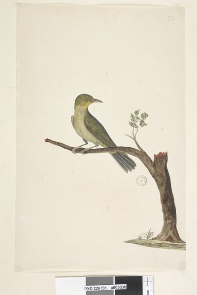 पृष्ठ ३१ .... पतला, बिल्ट व्हाइट, आई ज़ोस्टरॉप्स टेनुरोस्ट्रिस, 1791-92 द्वारा अज्ञात कलाकार