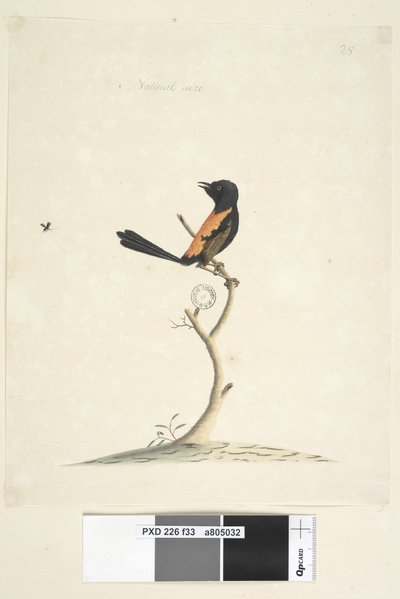 पृष्ठ 33. प्राकृतिक आकार लाल, समर्थित वरेन मलुरस मेलानोसेफालु, पुरुष, 1791-92 द्वारा अज्ञात कलाकार