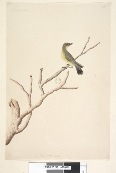 पेज 36. सितंबर। प्राकृतिक आकार येलो थोर्नबिल एसीथिजा नाना, 1791-92 द्वारा अज्ञात कलाकार