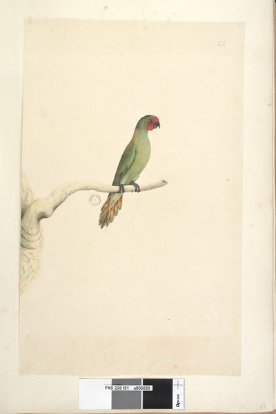 पृष्ठ 51. प्राकृतिक आकार लिटिल लॉरिकेट ग्लोसोप्सिट्टा पुसिल्ला, 1791-92 द्वारा अज्ञात कलाकार