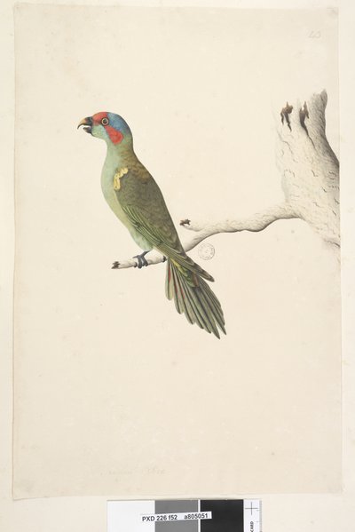 पृष्ठ 52. प्राकृतिक आकार कस्तूरी लोरिकेट ग्लोसोप्सिट्टा संगीत, 1791-92 द्वारा अज्ञात कलाकार