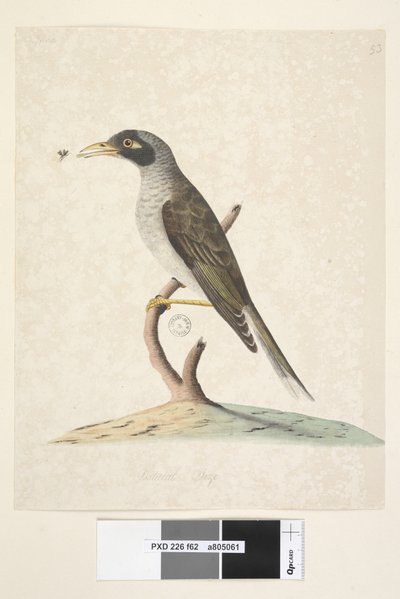 पेज 62. जून। प्राकृतिक आकार शोर माइनर मिज़ांथा मेलानोसेफला, 1791-92 द्वारा अज्ञात कलाकार