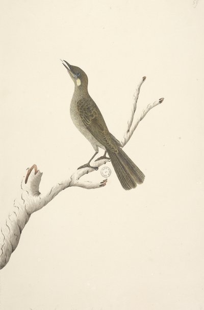 पृष्ठ 68. प्राकृतिक आकार, अगस्त लेविन हनीटर मेलिफागा लेविनी, 1791-92 द्वारा अज्ञात कलाकार
